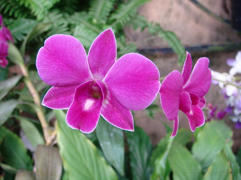 399 Longwood Gardens [2008 August 23].JPG - Longwood Gardens in Pennsylvania